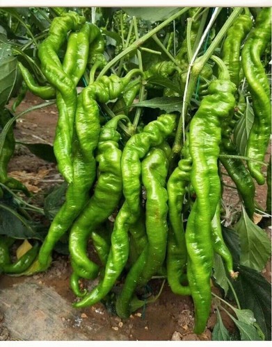 Hot wrinkled chilli pepper - 3x,