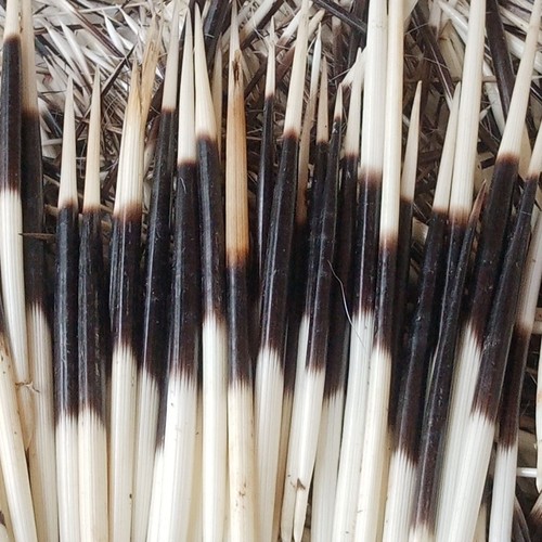 10pcs porcupine quills - 10pcs,
