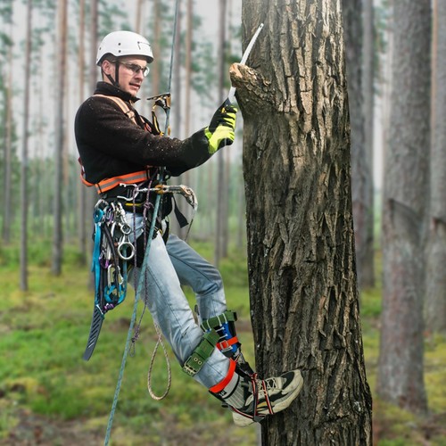 Tree climbing spikes gear for - spikes,