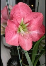 Amaryllis 'Susan' Stunning