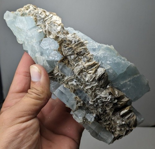 Medium cabinet sized specimen