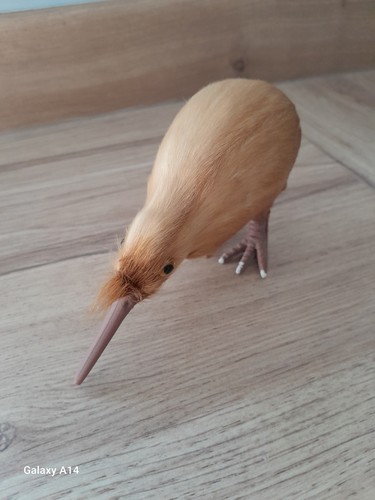 Model kiwi bird purchased - kiwi,
