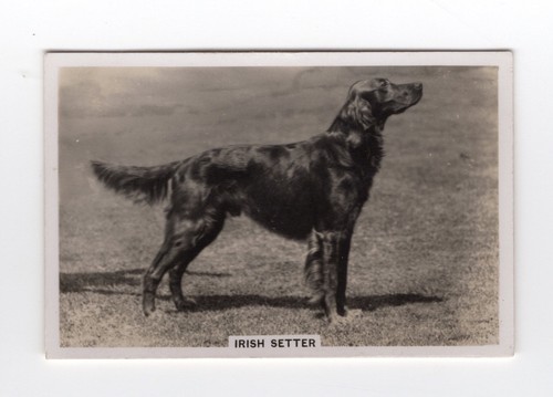 Dogs cigarette card - card, 1939