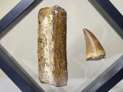 Mosasaur rib and - mosasaur, tooth