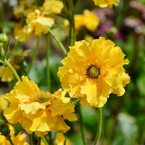Geum chiloense - -,