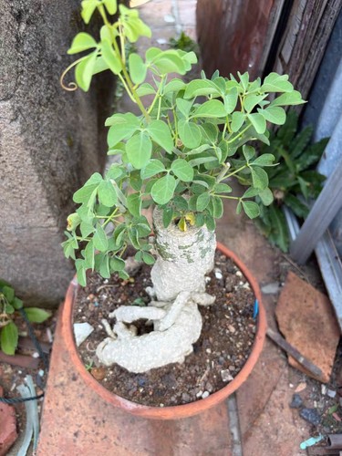 Rare live house plant - live,
