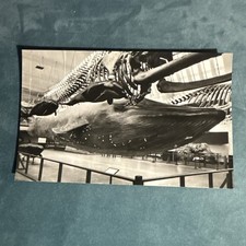 Vintage Postcard Model Of Blue Whale British Museum H8