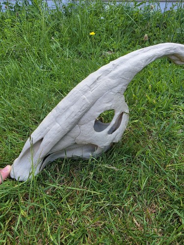 Parasaurolophus replica - parasaurolophus,
