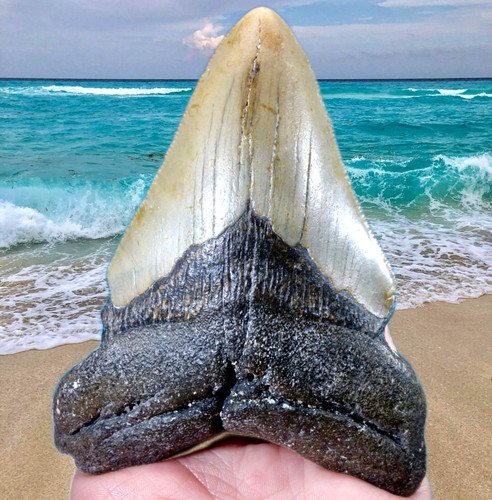 Large serrated megalodon - large,