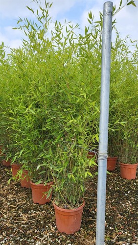 Extra large bamboo bissetii - large,