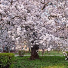 Yoshino Cherry Tree Beautiful