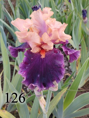 Rhizome iris germanica - rhizome,
