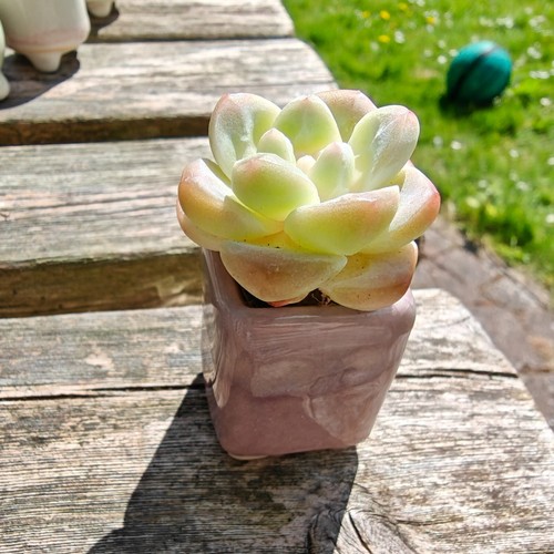 Echeveria ice green - echeveria, green'