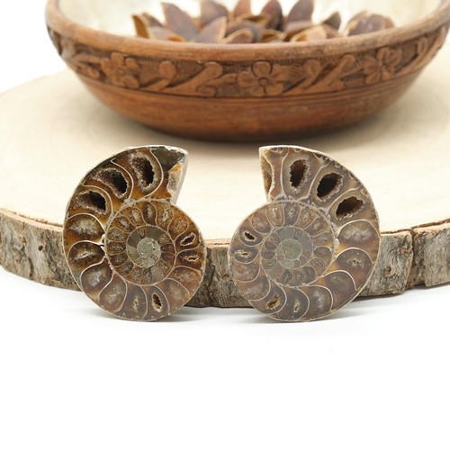 Polished ammonite fossil pair - polished,