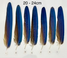 Parrot Macaw Feather Crafts