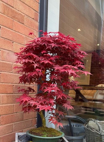 Japanese deshojo maple - maple, acer