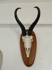 Beautiful African Springbok