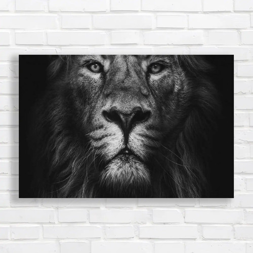 Majestic lion wildlife black - wildlife,