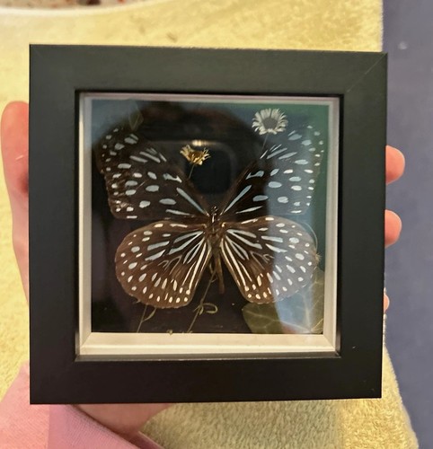 Framed mounted butterfly - framed,