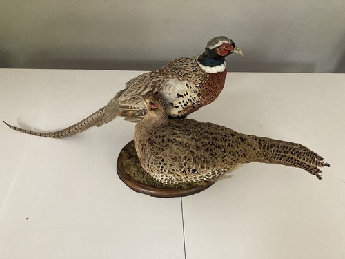 Taxidermy pheasants - taxidermy, ￼