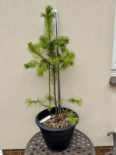 Premium pinus contorta - pinus,