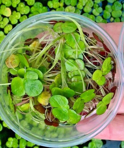 Lemna greater duckweed - lemna,