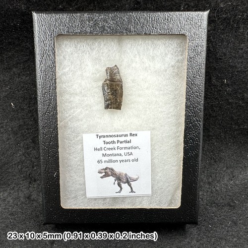 Tyrannosaurus rex tooth fossil - tyrannosaurus,