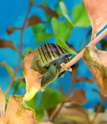 Black mystery snails dark - black, snails-