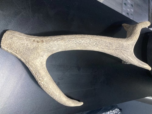 Vintage large antler - large,
