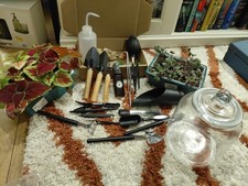 Rainforest Terrarium Kit - With/Without Terrarium - S/M/L With Plants