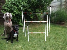 Dog Agility 4x Basic Sliding