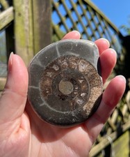 Ammonite dactylioceras fossil - ammonite,