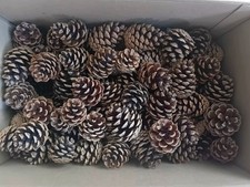 60 Natural Pine Cones, Mixed Sizes  4 - 6 cm  Christmas Decorations Crafts