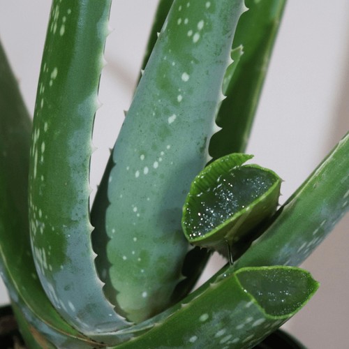 Aloe vera plant indoor - aloe,