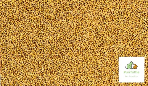 Panicum millet 20kg - panicum,