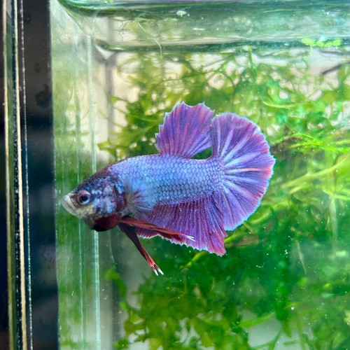 Plakat purple pink male - plakat, betta