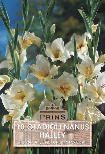 Dwarf gladioli nanus - gladioli, 'halley'