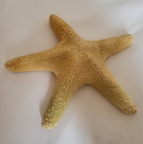 Starfish sea star - sea, ornament
