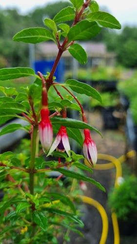Hardy fuchsia arauco - hardy,