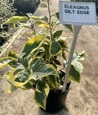 Elaeagnus ebbingei gilt - elaeagnus, ‘gilt