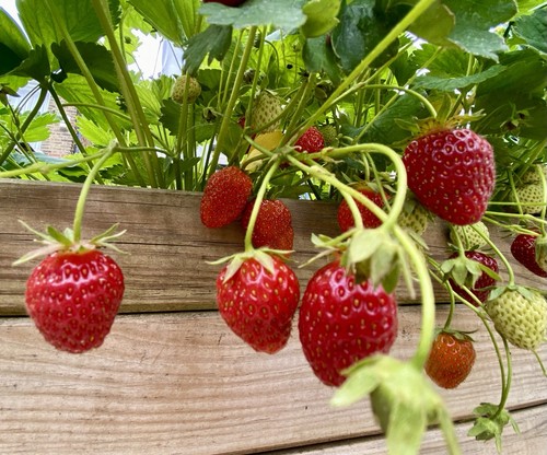 Organic cambridge - organic,