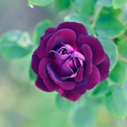 Ebb tide rose pot live - rose, 4l