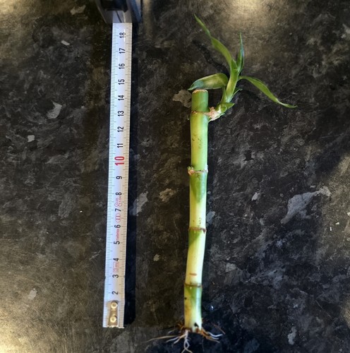 Large lucky bamboo stem - lucky,