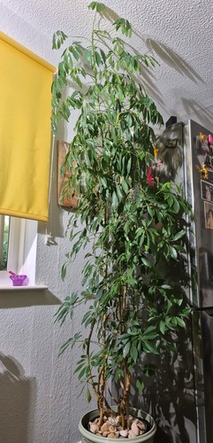 Indoor potted parasol plant - parasol,