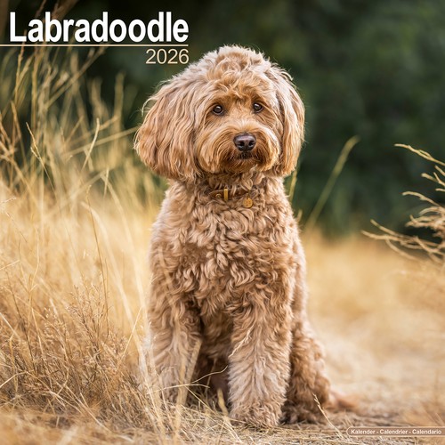 Labradoodle 2026 calendar - labradoodle, |