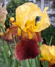 Tall Bearded Iris Germanica Rajah Brooke Yellow Bare Root Rhizome