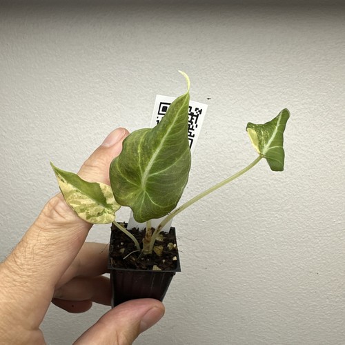 Alocasia black velvet - , gold