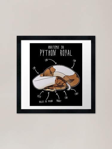 Anatomie python royal - du,