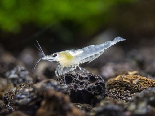 Live snowball shrimp - live,