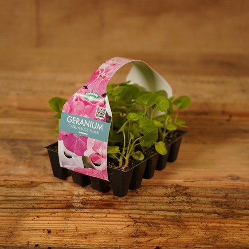 Plug plants geranium - plug,